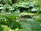 Hugh leaf gunnera bog plant