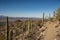 Hugh Norris Trail Cuts High Above Valley Floor Through Saguaro Cactus Forest