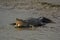 A hugh salt water crocodile opened its mouth for basking using morning sunlight