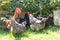 Huhn und Hahn - Freilandhaltung