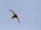 Huisgierzwaluw, Little Swift, Apus affinis