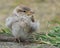 Huismus, House Sparrow, Passer domesticus