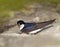 Huiszwaluw; Common House Martin; Delichon urbica