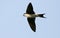 Huiszwaluw, Common House Martin, Delichon urbicum