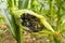Huitlacoche - Corn smut, fungus, Mexican truffle