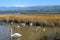 Hula Lake nature reserve, Hula Valley, Israel