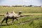 The hulunbuir prairie camels.