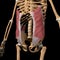 Human abdominal external oblique muscles on skeleton