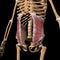 Human abdominal internal oblique muscles on skeleton