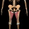 Human adductor magnus muscles on skeleton