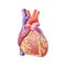 Human anatomically correct heart realistic illustration isolated