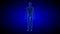 Human Anatomy Body 3D Scan render on blue background.- rotating seamless loop