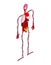 Human anatomy body isometric. Internal organs 3D. Organ systems