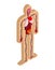 Human anatomy body isometric. Internal organs 3D. Organ systems