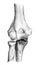 Human anatomy, bones of the arm