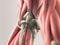 Human anatomy detail of knee. Muscle. On plain studio background.