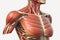 Human anatomy detail of shoulder. Muscle, bone structure, arteries. Generative Ai