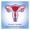Human anatomy Female reproductive system, female reproductive organs. Organs location scheme uterus, cervix, ovary, fallopian tube