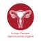 Human anatomy Female reproductive system, female reproductive organs. Organs location scheme uterus, cervix, ovary, fallopian tube