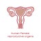 Human anatomy Female reproductive system, female reproductive organs. Organs location scheme uterus, cervix, ovary, fallopian tube