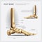 Human Anatomy Foot Bone