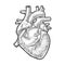 Human anatomy heart. Vector black vintage engraving illustration