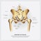 Human Anatomy of the Hip