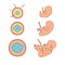 Human anatomy illustration. Pregnancy stages. Embryo development. Child in the womb. Process diagram of baby evolution.