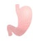 Human anatomy illustration. Stomach icon