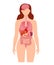 Human anatomy internal organ set