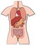 Human Anatomy Internal Organs Outline Illustration
