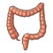 Human anatomy large intestine. Vector black vintage engraving illustration