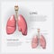 Human Anatomy Lung with Detail