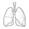 Human anatomy lungs. Vector black vintage engraving illustration