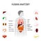 Human anatomy. Medical poster