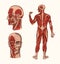 Human anatomy. Muscular and bone system of the head. Medical Vector illustration for science, medicine and biology. Male