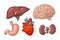 Human anatomy organs. Brain, kidney, heart, liver, stomach. Vector engraving