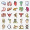 Human anatomy and organs icons set Vector colorful thin simply