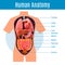 Human Anatomy Poster