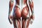 Human anatomy showing Buttocks muscular system on white background. ai generative