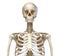 Human Anatomy, skeletal system of the Torso. Front view