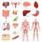 Human anatomy vector illustration set, cartoon flat anatomical medical infographic collection of internal body organs