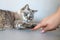 Human-animal communication. Gray tabby cat playfully hunting woman`s hand