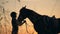 Human and animal love concept. A rider and a horse on a sunset background, side view.