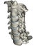 Human anterior oblique cervical spine (neck)