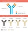 Human antibody structure with therapeutic monoclonal antibodies