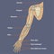 Human Arm Skeletal Anatomy Vector