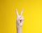 Human arm with victory gesture on yellow background.