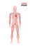 Human arterial venous circulatory system blood vessels medical poster full length flat vertical copy space