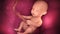 Human baby inside a mother\'s womb